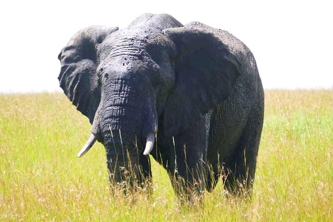 Amboseli national park over night - Why Amboseli works so well for a short safari