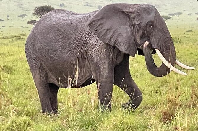 Amboseli national park over night - Leaving Nairobi for Amboseli