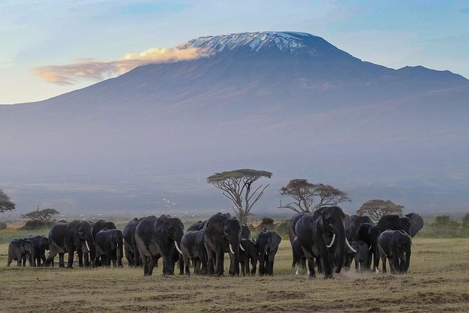 Amboseli Park & Kilimanjaro views Day tour - Searching for elephants and Kilimanjaro