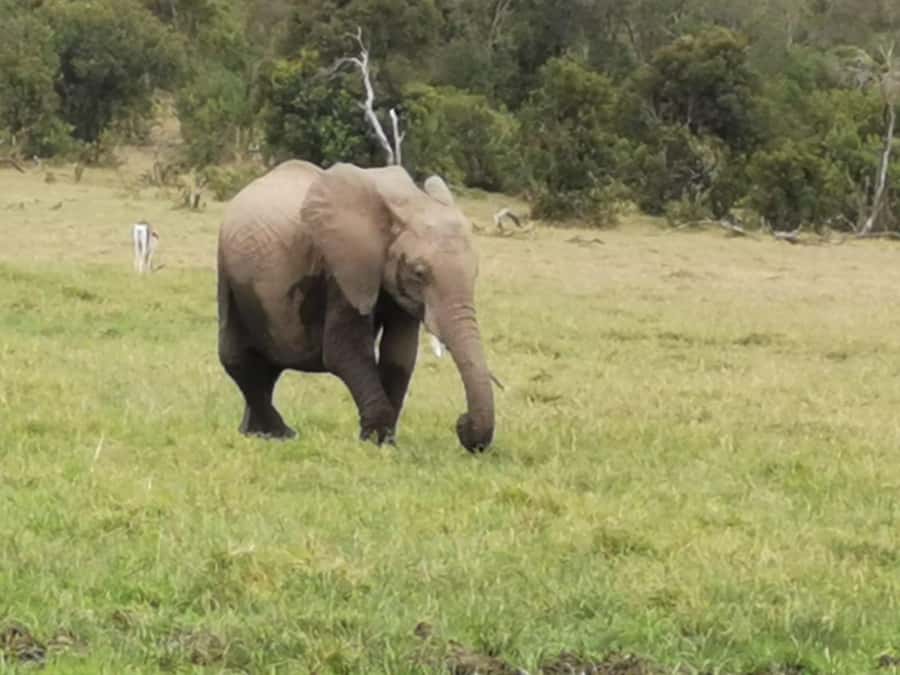 Amboseli Wildlife Day Tour And Masai Village Visit - Key points to know before booking