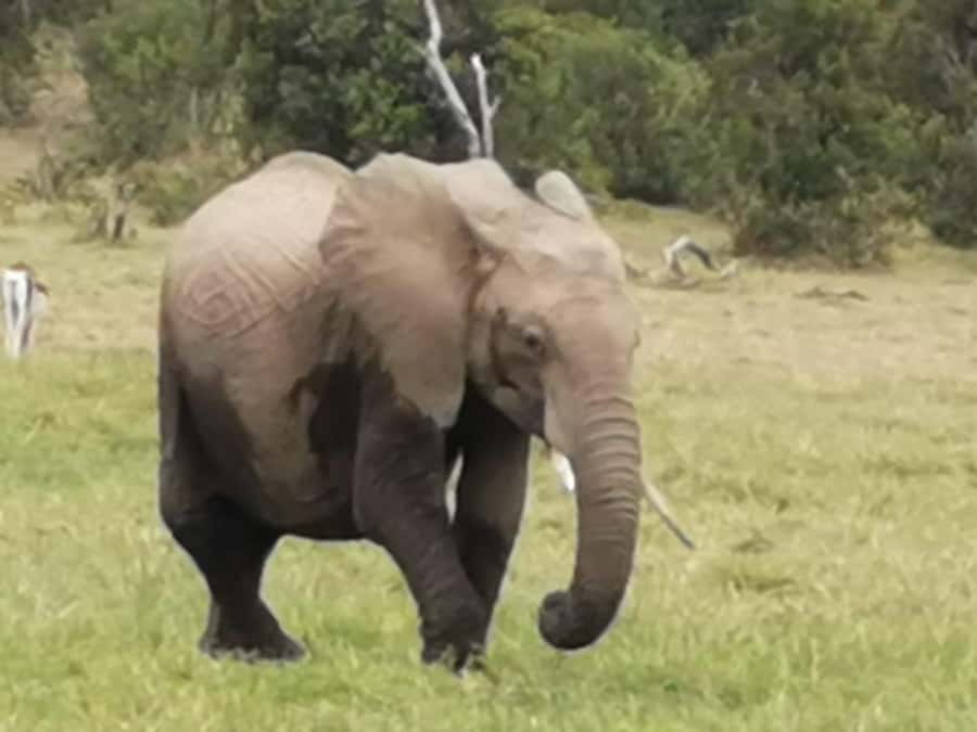 Amboseli Wildlife Day Tour And Masai Village Visit - Entering Amboseli at about 8:30am
