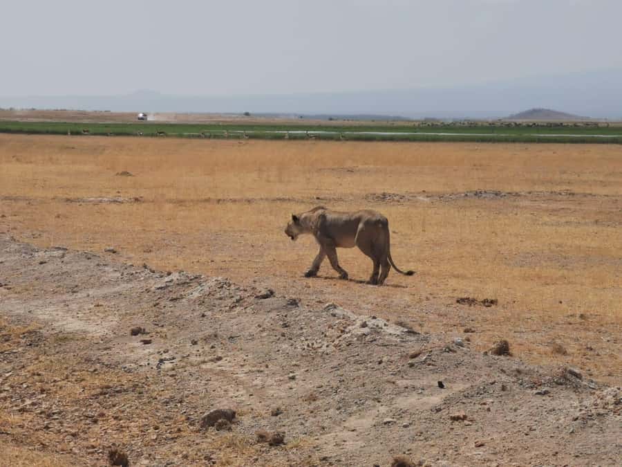 Amboseli Wildlife Day Tour And Masai Village Visit - Lunch near the park at Kibo Super Lodge