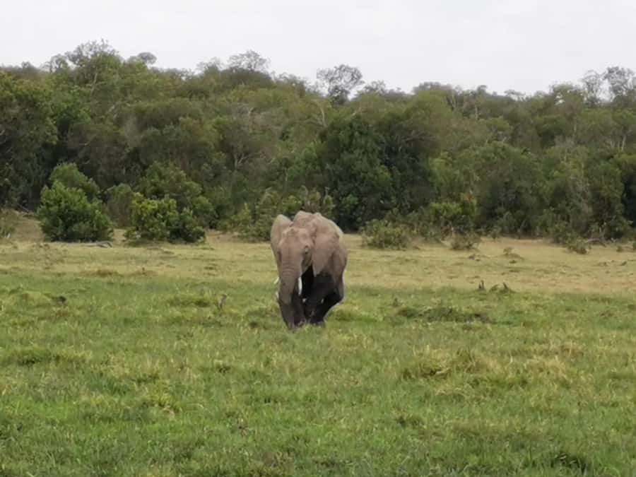 Amboseli Wildlife Day Tour And Masai Village Visit - The Maasai village visit after lunch