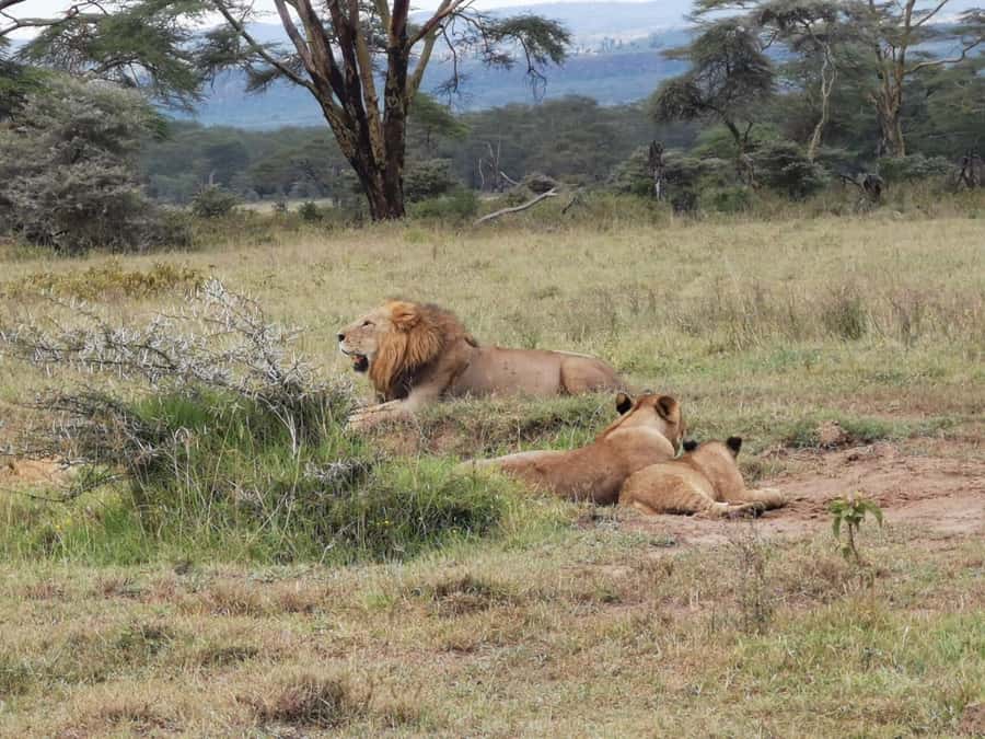 Amboseli Wildlife Day Tour And Masai Village Visit - The early drive through Emali and the plains