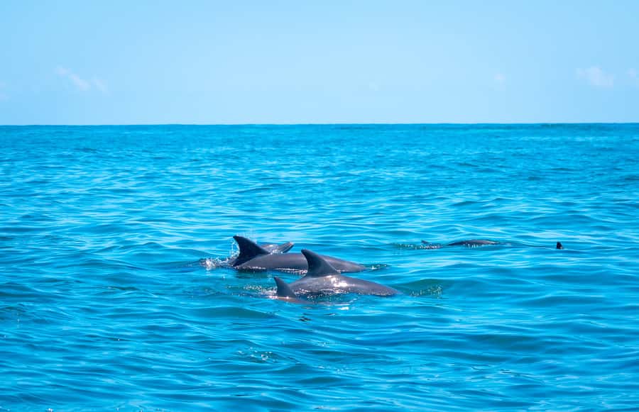 Blue Safari: Snorkeling at Watamu Marine Park & Seafood - What $110 includes, and what it does not