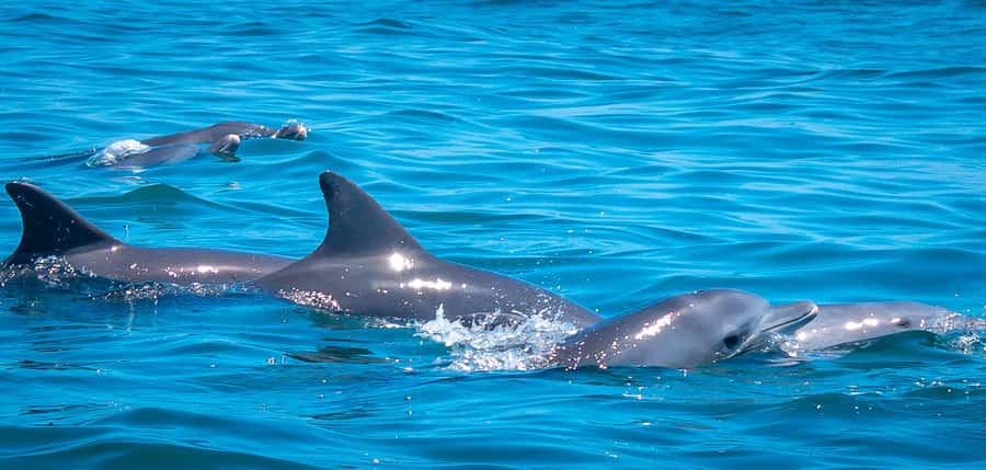 Blue Safari: Snorkeling at Watamu Marine Park & Seafood - From hotel pickup to Watamu’s coastal waters