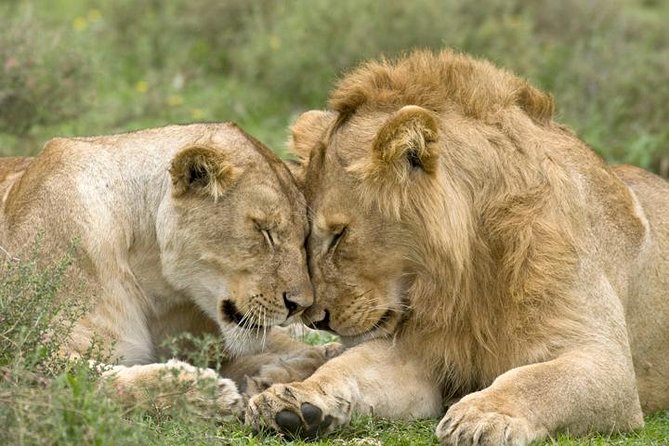 Classic Best Adventure In Kenya And Tanzania 2025 - From Nairobi Airport to Amboseli’s elephant country