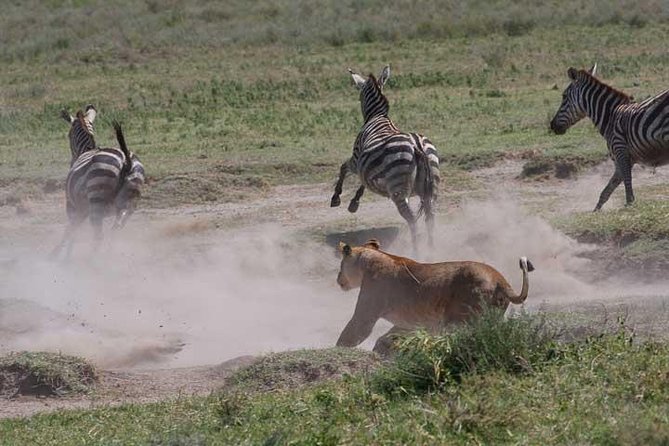 Classic Best Adventure In Kenya And Tanzania 2025 - Two game drives in Amboseli