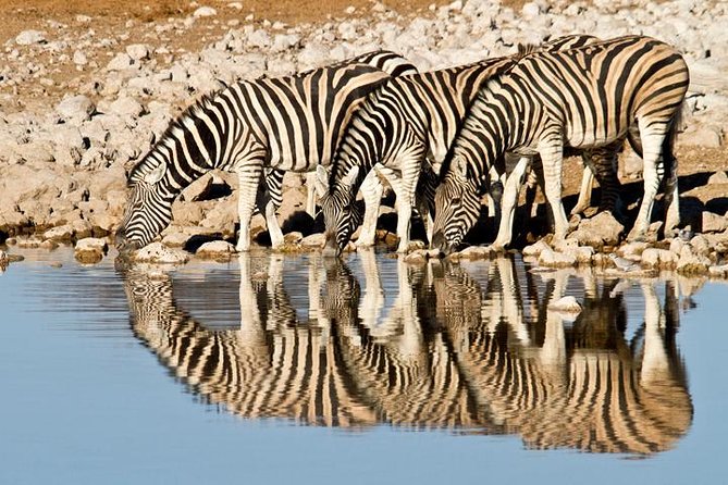 Classic Best Adventure In Kenya And Tanzania 2025 - A slower day before the Ngorongoro Crater
