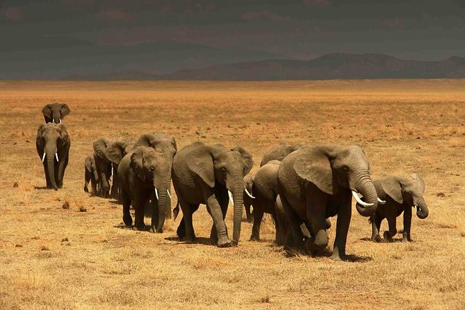 Classic Best Adventure In Kenya And Tanzania 2025 - Down into the Ngorongoro Crater