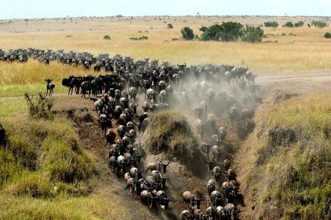 Classic Best Adventure In Kenya And Tanzania 2025 - Returning to Kenya through Isebania