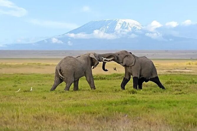 Classic Best of Kenya - Two nights in Amboseli beneath Kilimanjaro