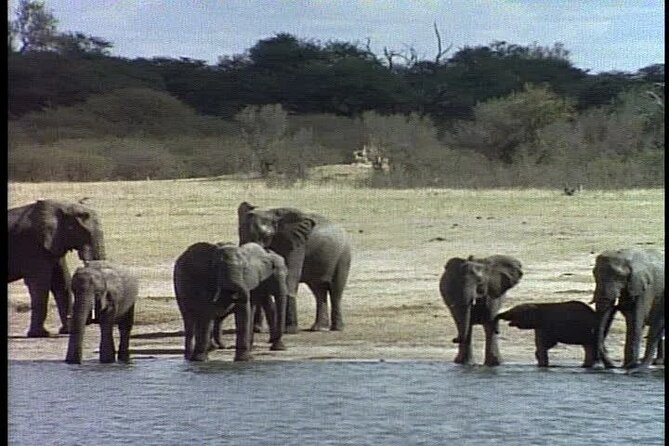 Classic Best of Kenya - The final return to Nairobi