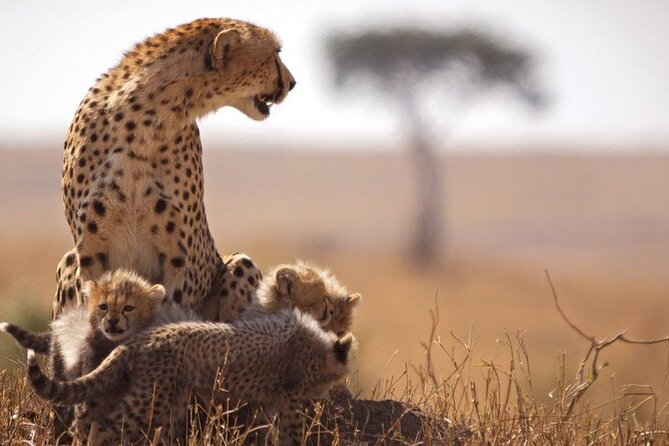 Classic Best of Kenya - Two nights in the Maasai Mara