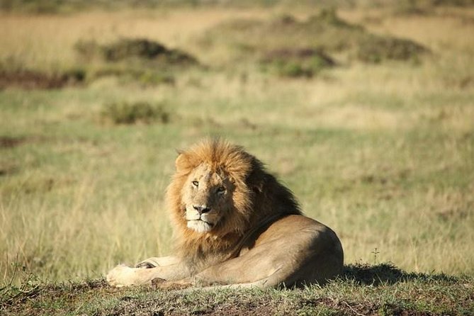 Classic Luxury 4 X 4 Masai Mara Safari - Day 1: Rift Valley views and an evening game drive