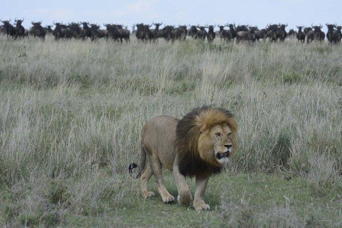 Classic Luxury 4 X 4 Masai Mara Safari - The private format and what your guide adds