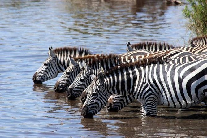 Classic Luxury 4 X 4 Masai Mara Safari - Day 2: A full day among lions, elephants, and plains wildlife