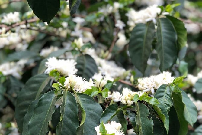 Coffee farm tour, coffee roasting and tasting experience - Guides who make the difference