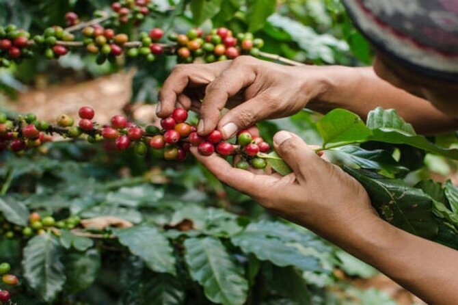 Coffee Farm Tour (Fairview) - Key points at a glance