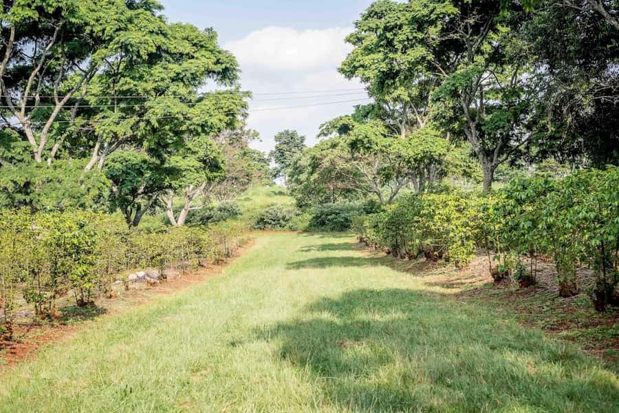 Coffee Farm Tour (Fairview) - Who will enjoy Fairview most