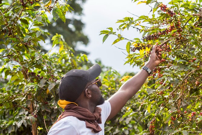 Coffee Farm Village & Factory Half Day Tour with Pick-Up - Walking through the farm-to-cup process