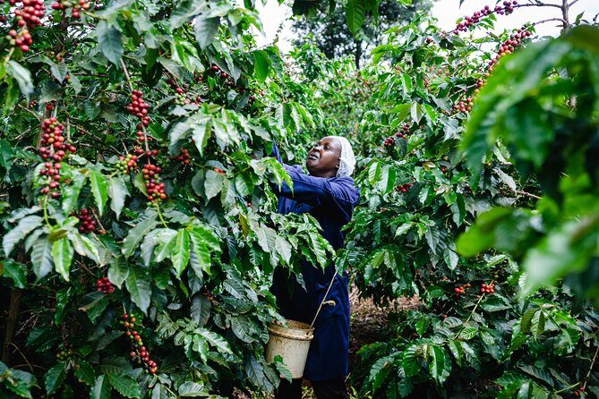 Coffee Farm Village & Factory Half Day Tour with Pick-Up - The factory and production story