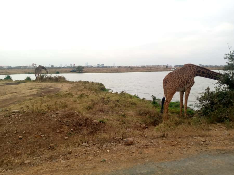 Crescent Island And Boat Ride Day Trip - The morning drive from Nairobi to the Rift Valley