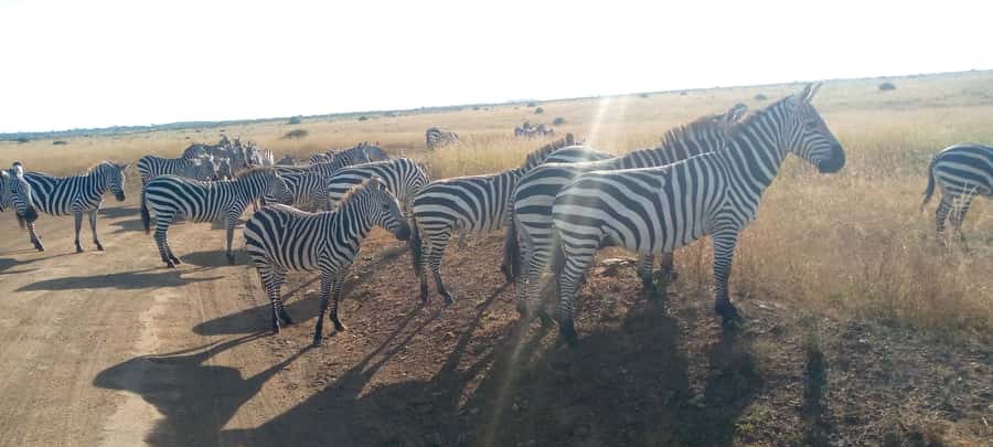Crescent Island And Boat Ride Day Trip - Walking among giraffes, zebras, and impalas