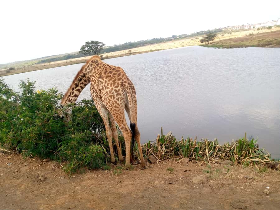 Crescent Island And Boat Ride Day Trip - Adding Hell’s Gate or Mount Longonot