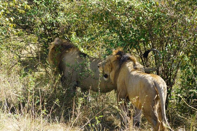 Daily departures 3 days masai mara by landcruiser - Why three days works well from Nairobi