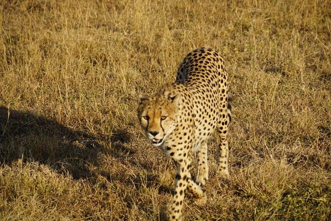 Daily departures 3 days masai mara by landcruiser - Guides, vehicles, and the human side of the trip