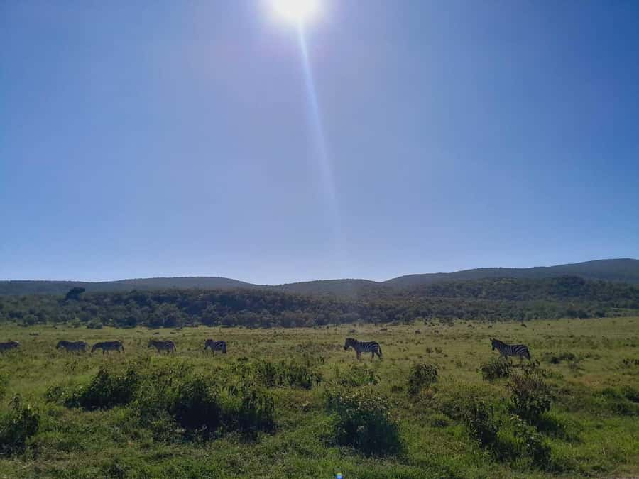 Daily Hell's gate National Park Ebike Cycling - Hot Springs, Small Waterfalls, and the Parks Story