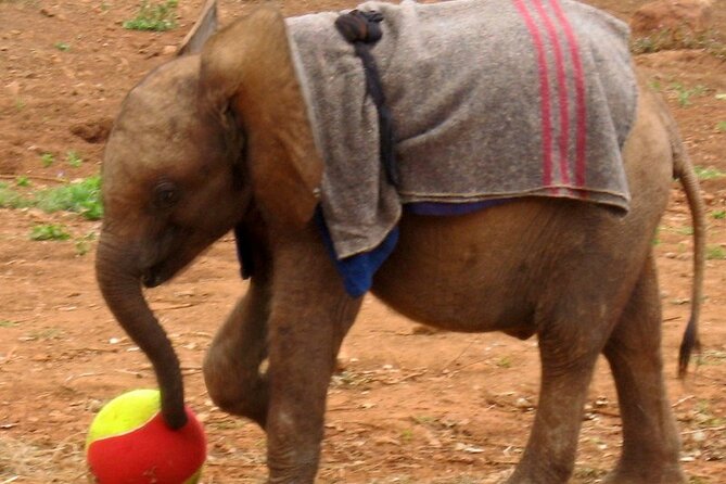 David Sheldrick Elephant Orphanage Half-Day Tour in Nairobi - The $75 price is not the final price