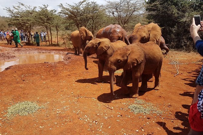 David Sheldrick Elephant Orphanage Half-Day Tour in Nairobi - Hotel pickup makes the morning easier