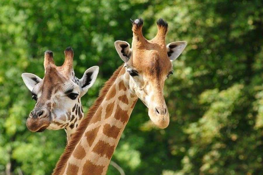 David Sheldrick Wildlife Trust & Giraffe Center with Lunch - My verdict: a strong first Nairobi day with two caveats