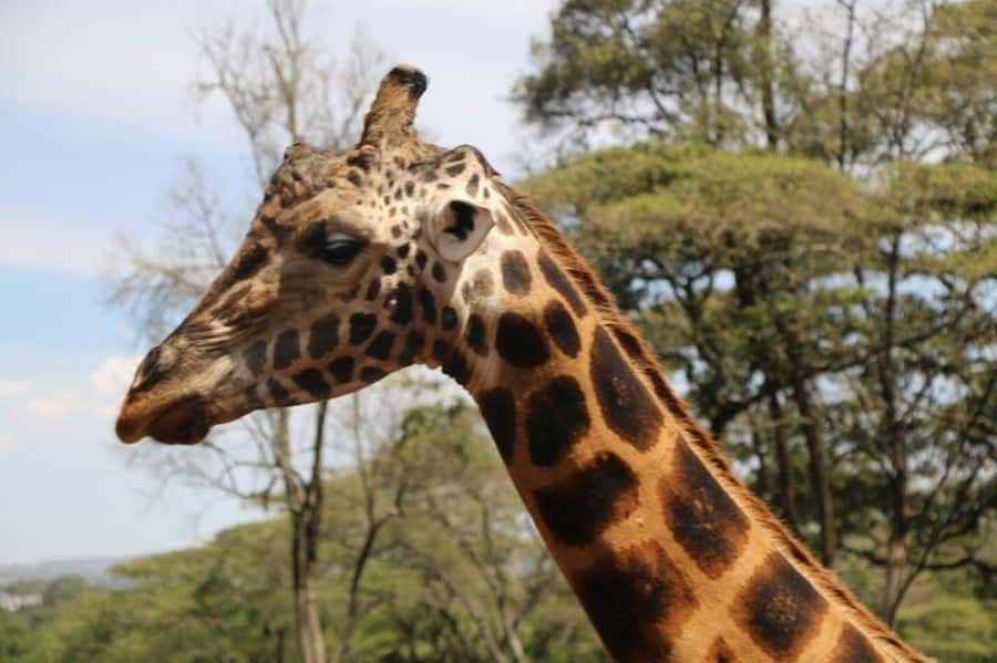 David Sheldrick Wildlife Trust & Giraffe Center with Lunch - Meeting rescued elephants at the Sheldrick Wildlife Trust
