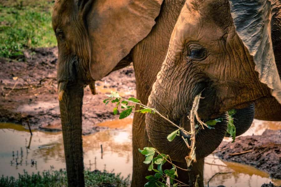 David Sheldrick Wildlife Trust & Giraffe Center with Lunch - What the $193 price really covers