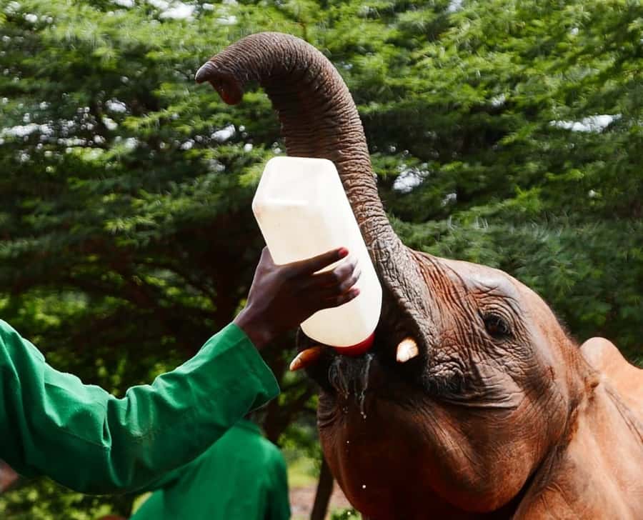 David Sheldrick Wildlife Trust & Giraffe Center with Lunch - Who should book this experience