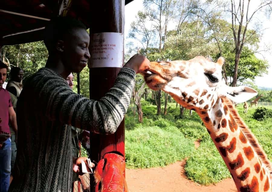David Sheldrick Wildlife Trust & Giraffe Center with Lunch - 8 am pickup and the Nairobi traffic question