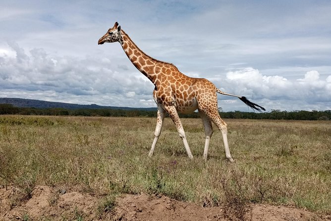 Day Safari; Amboseli National Park from Nairobi. - Entering Amboseli for elephant country