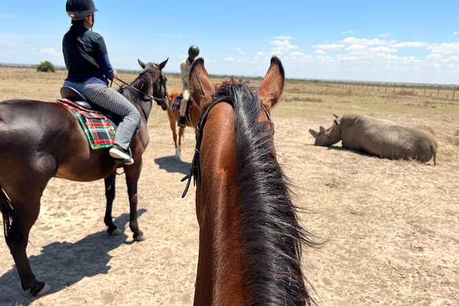 Day safari to Olpejeta Rhino conservancy - Why Ol Pejeta makes a strong day trip from Nairobi