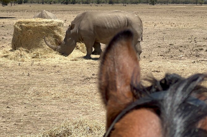 Day safari to Olpejeta Rhino conservancy - What makes the private guide important