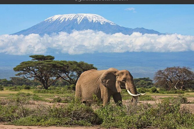 Day Tour - Amboseli National Park From Nairobi - Why Amboseli makes a long day from Nairobi worthwhile