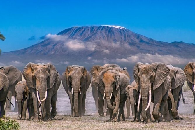 Day Tour - Amboseli National Park From Nairobi - Lunch and the confusing fee details