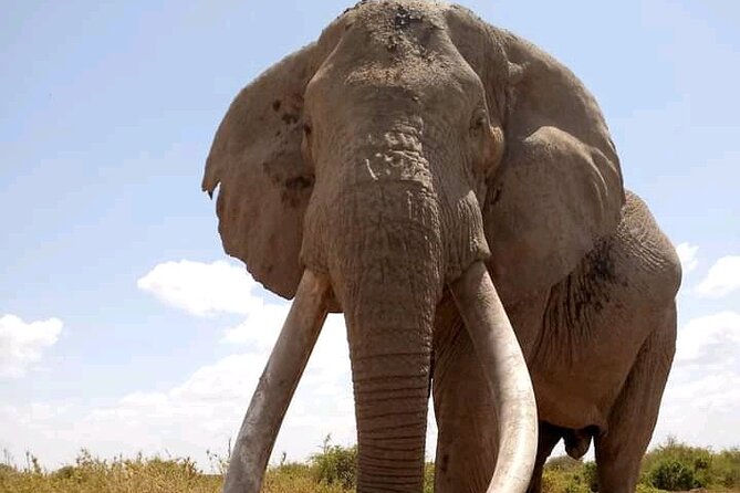 Day Tour - Amboseli National Park From Nairobi - How the $140 price measures up