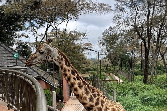 Day Tour at Nairobi National Park and Giraffe Centre - Why a city safari can be worth your morning