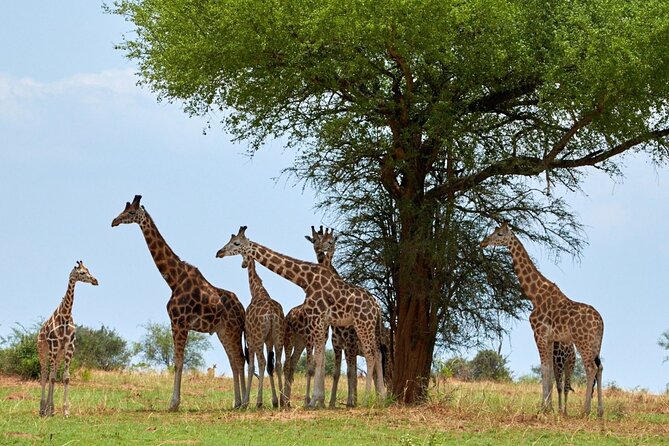 Day Tour at Nairobi National Park and Giraffe Centre - Lunch and the move to the Giraffe Centre