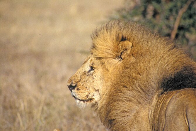 Day Tour at Nairobi National Park and Giraffe Centre - The optional Kobe Beads Factory visit