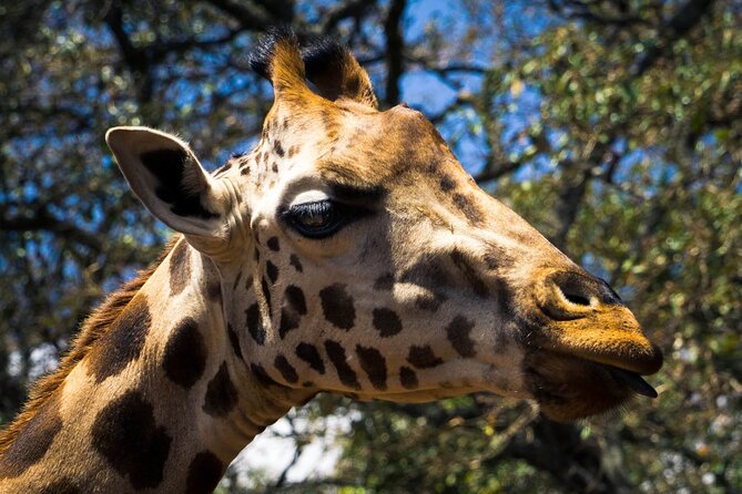 Day Tour at Nairobi National Park and Giraffe Centre - Guides, families, and the feel of the day