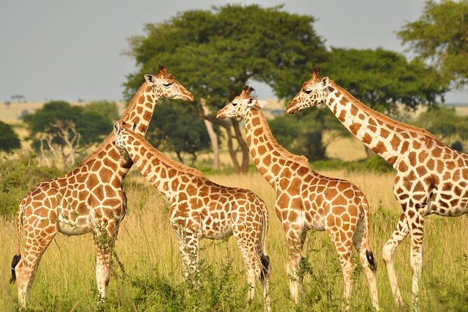 Day Tour at Nairobi National Park and Giraffe Centre - Price, timing, and who gets the best value